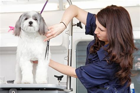 5 Tips Mobile Dog Grooming Elevate Your Experience 5 Tips Mobile Dog Grooming Elevate Your Experience