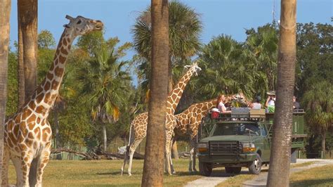 Busch Gardens Serengeti Safari Cost Fasci Garden Busch Gardens Serengeti Safari Cost Fasci Garden