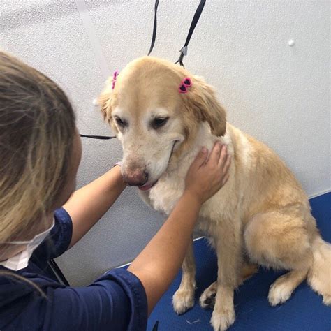 Happy Tails Mobile Pet Grooming