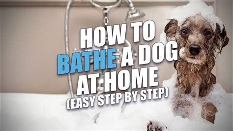 How To Bathe A Dog A Step By Step Guide How To Bathe A Dog A Step By Step Guide