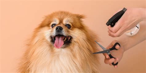 Mobile Dog Groomers Near Me Convenience For Both You And Your Pet Mobile Dog Groomers Near Me Convenience For Both You And Your Pet