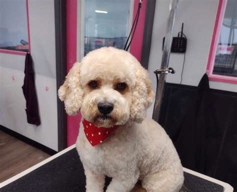 Mobile Dog Grooming Dayton Ohio Services