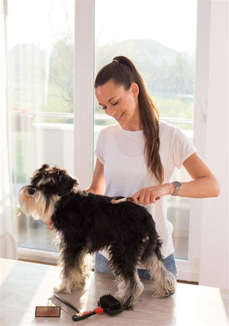 Mobile Dog Grooming OKC Services Mobile Dog Grooming OKC Services