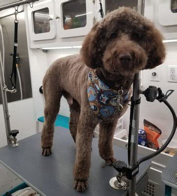 Mobile Dog Grooming Omaha Services
