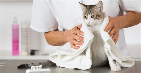 Mobile Cat Grooming Services Mobile Cat Grooming Services