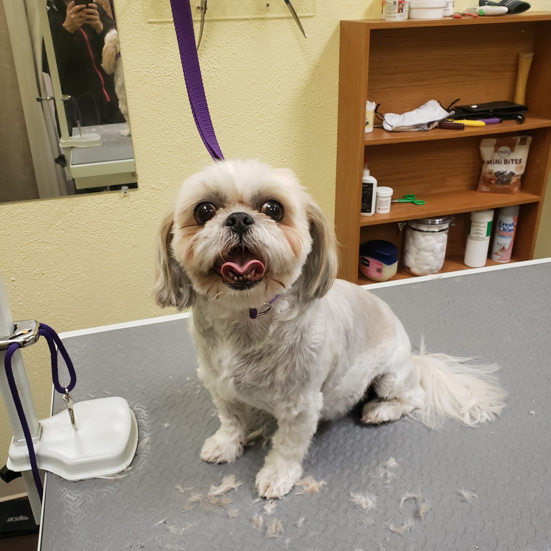 Mobile Grooming Services Lubbock