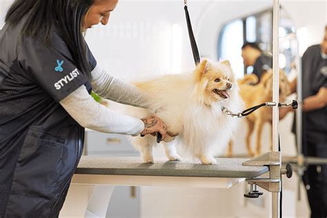 My Saves Dog Grooming Salons Dog Grooming Tips Mobile Pet Grooming My Saves Dog Grooming Salons Dog Grooming Tips Mobile Pet Grooming