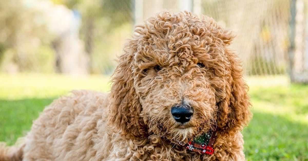 Primped Pooches Mobile Dog Spa Services
