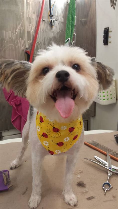 Stress Free Park N Bark Mobile Dog Grooming Stress Free Park N Bark Mobile Dog Grooming