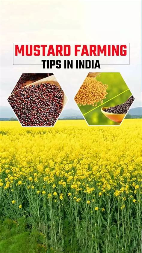 Top 5 Mustard Farming Tips In India Top 5 Mustard Farming Tips In India